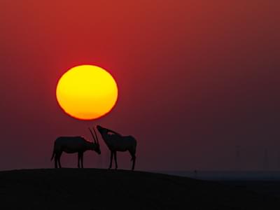Al Qudra Lakes Yagoub Al Hammadi 2