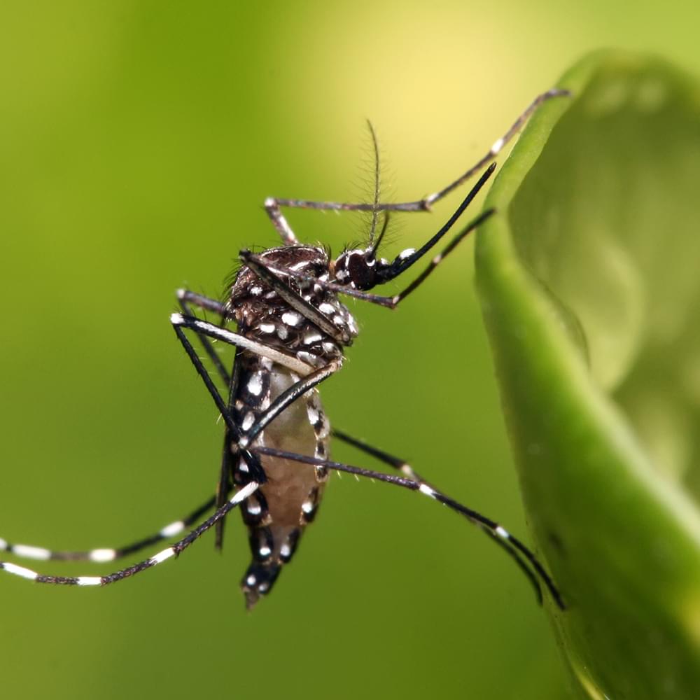 Buzzing Threats: The Impending Peril of Mosquitoes in North America's 2024 Season