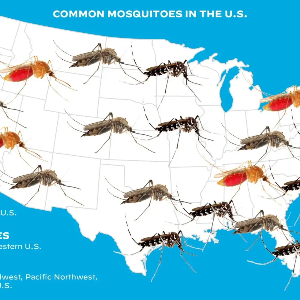 Different types of mosquitoes found in the US