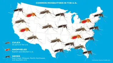 Blog images 1920x1080 mosquito types