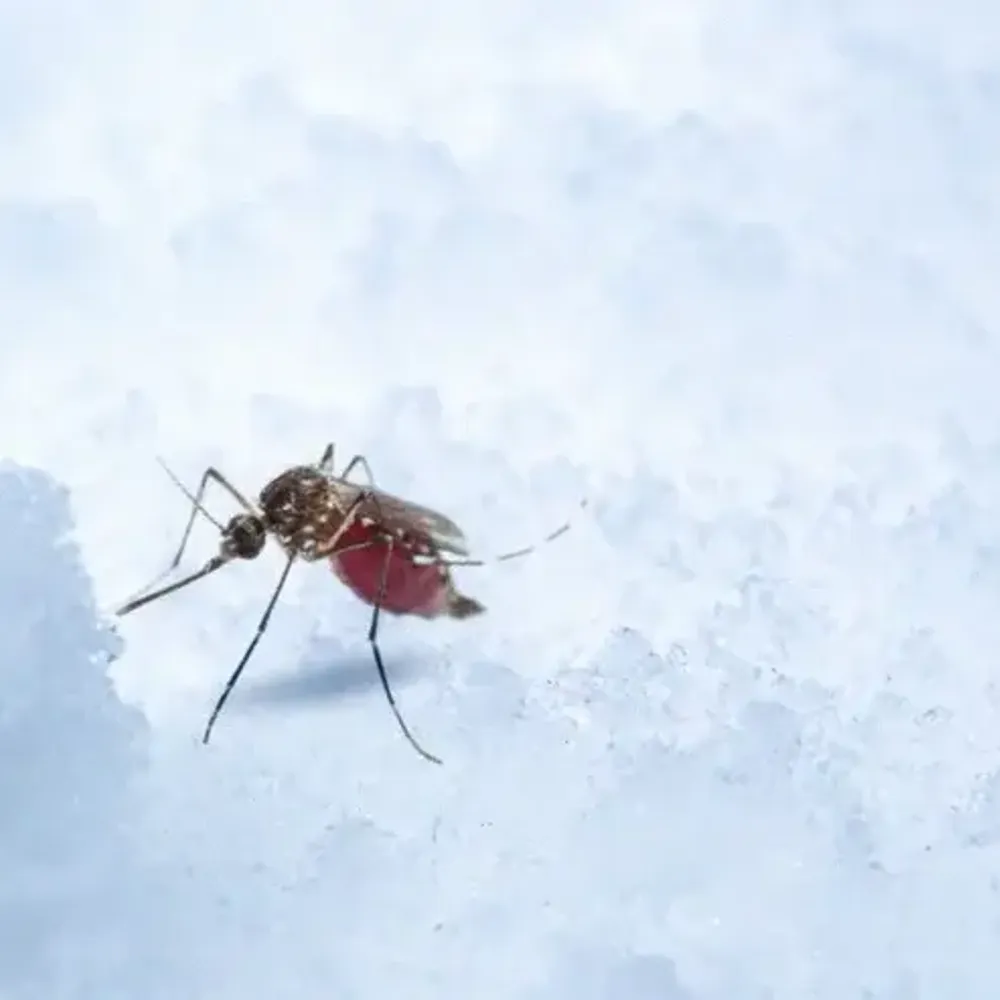 Do Mosquitoes Hibernate?