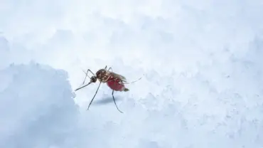 Blog images 1920x1080 mosquitoes hibernate
