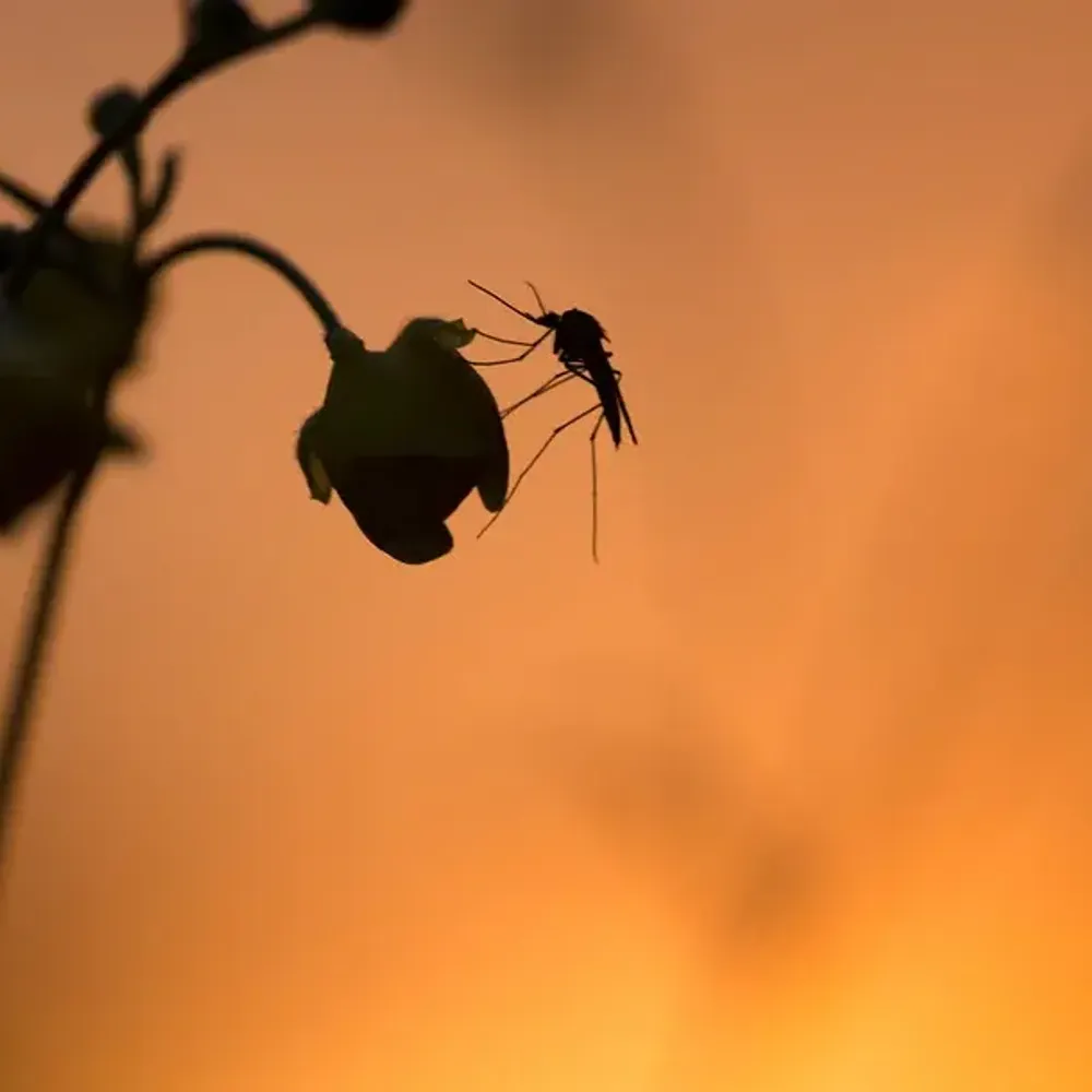 Mosquitoes Q & A with Senior Biologist Benjamin McMillan