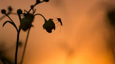 Mosquito flower blog post 2023
