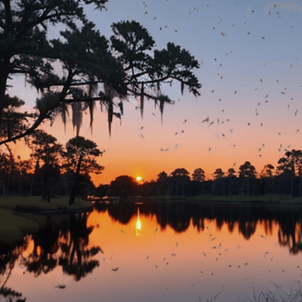 Navigating Mosquitoes in the Southern United States with Effective Control and Repellent Strategies