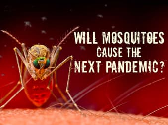 Next pandemic