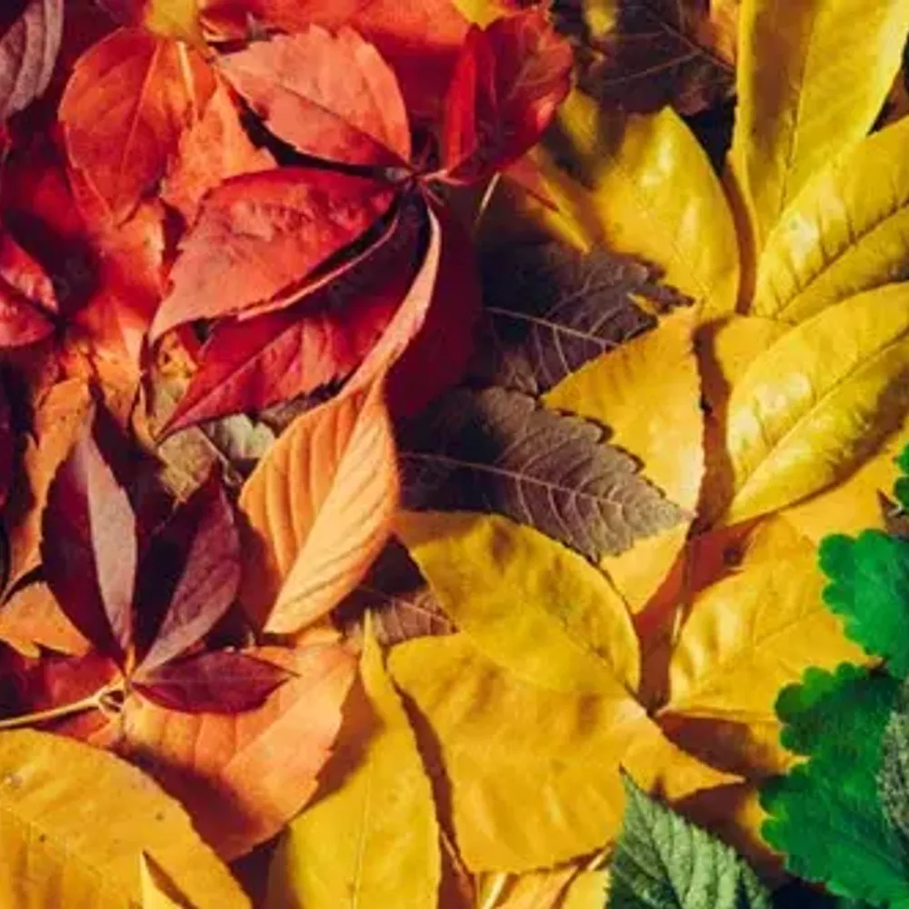The Changing Colors of Leaves Explained
