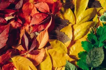 Rainbow of leaves