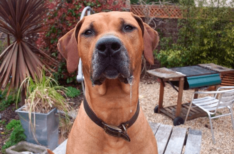 Ridgeback stockists sale