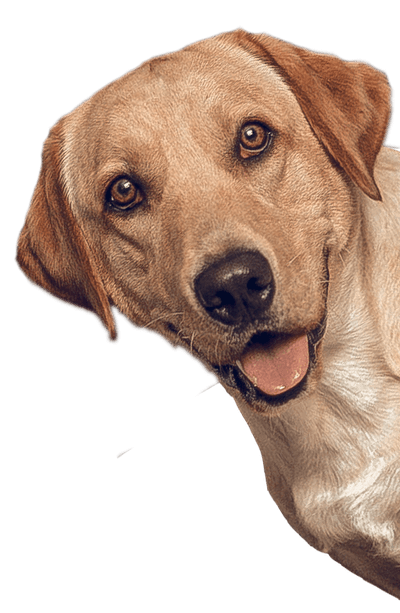 Buddy The Lab popping in