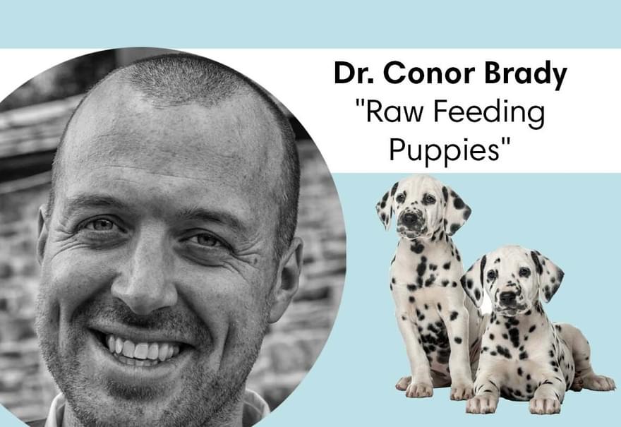 Conor Article Template Puppies