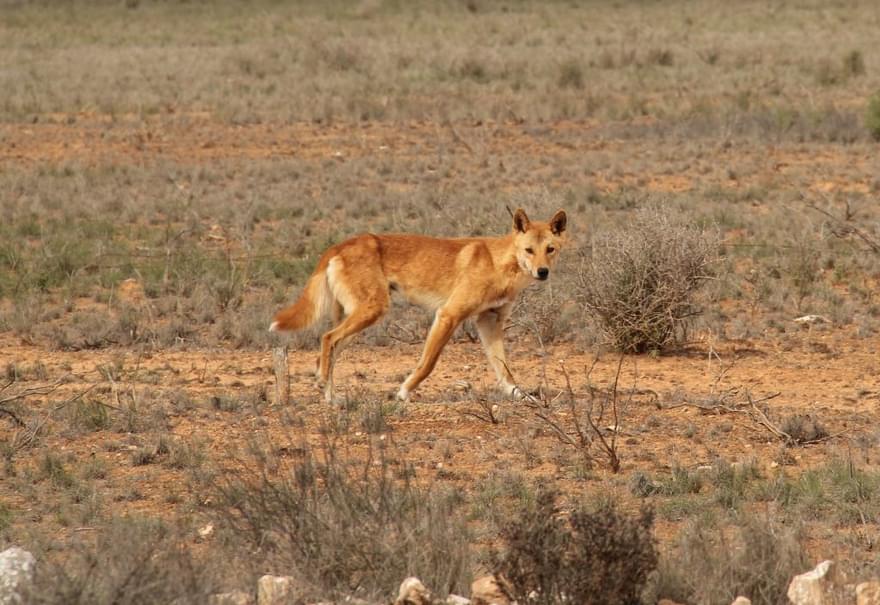 Dingo in wild