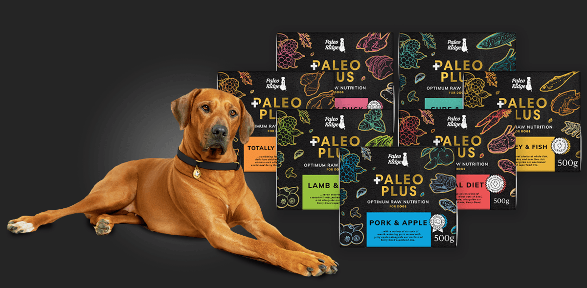 February Paleo Plus Launch website banner