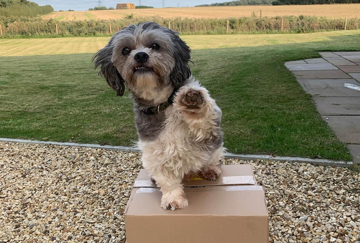 Raw Dog Food - Big Boy Archie on Delivery Box