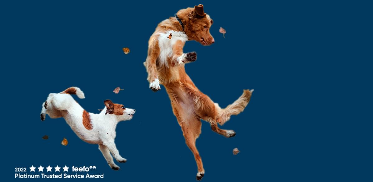 Playful dogs Website Banner v3