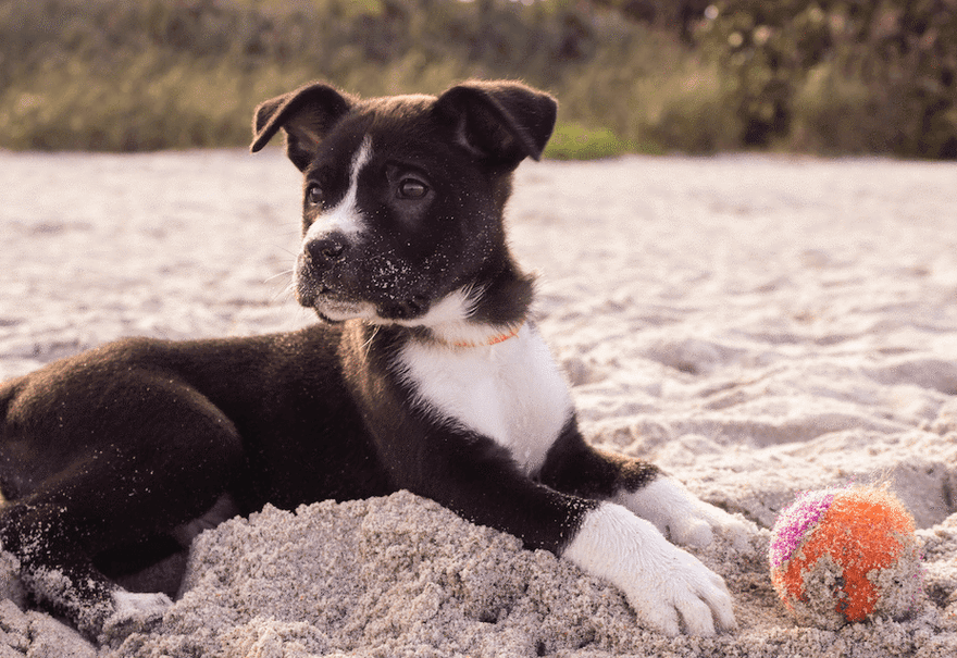 Puppy Playing