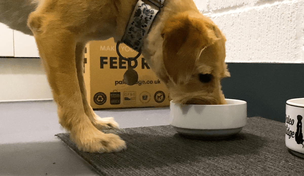 Raw Feeding Tucker