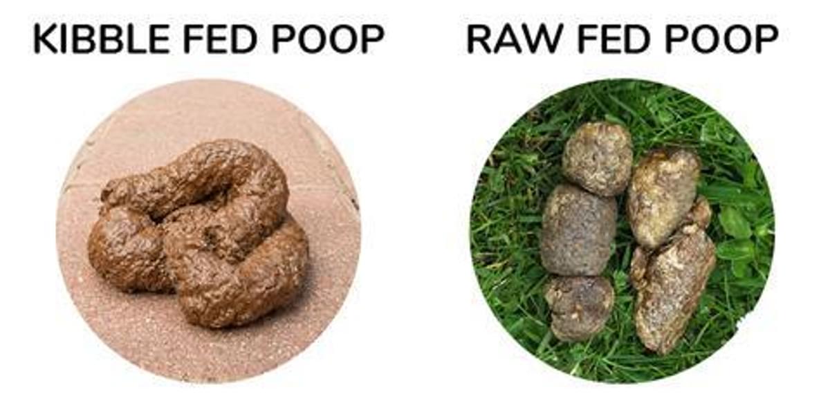 Raw vs Kibble Poop