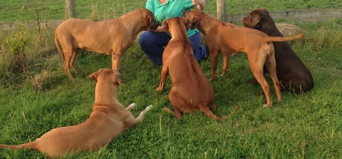 Sharon and 5 dogs cut