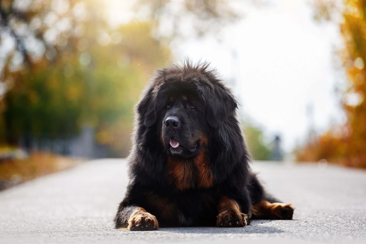 Tibetan Mastiff Paleo Ridge Big Dog Club