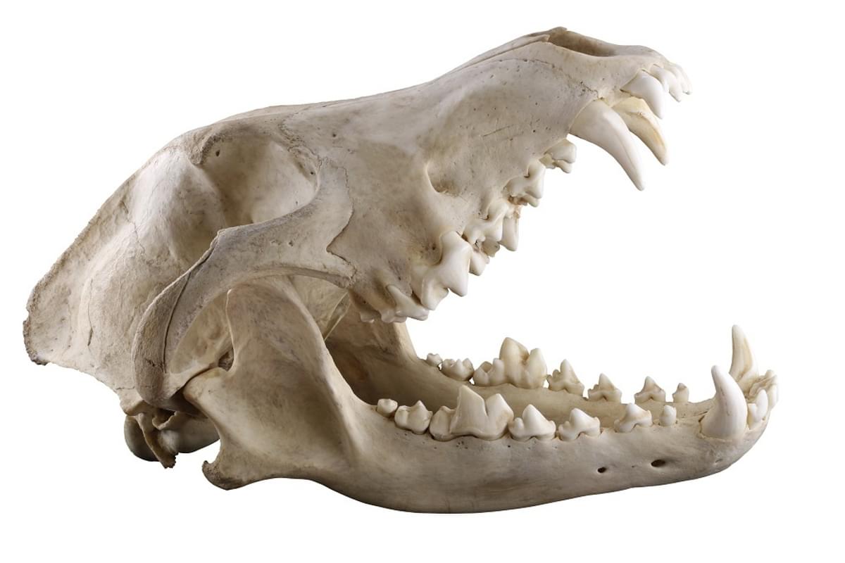 Dog skull 1020 px