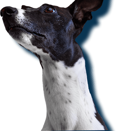 Harley hounds sales raw food supplies