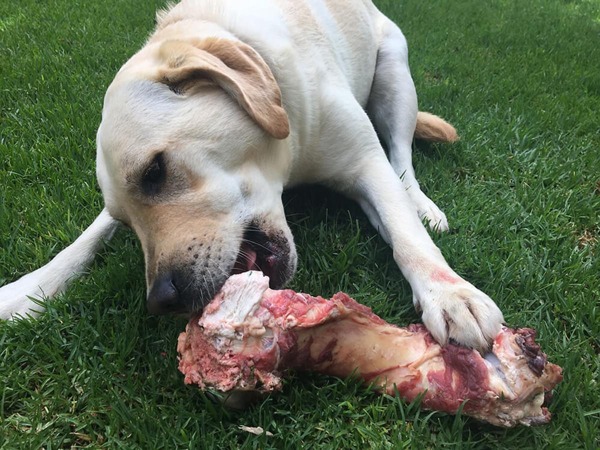 Feeding Dogs Raw Bones