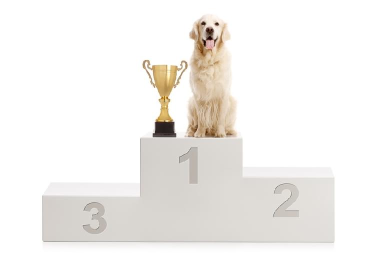Shutterstock 1172210278 dog on podium 1020 edit 2