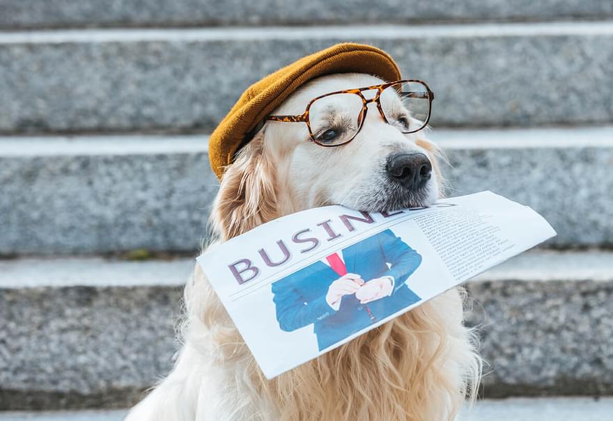 Shutterstock 1209143578 news dog low res square