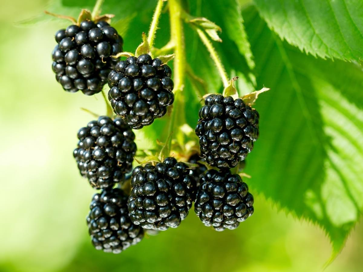 Shutterstock 150412568wild blackberries1020px