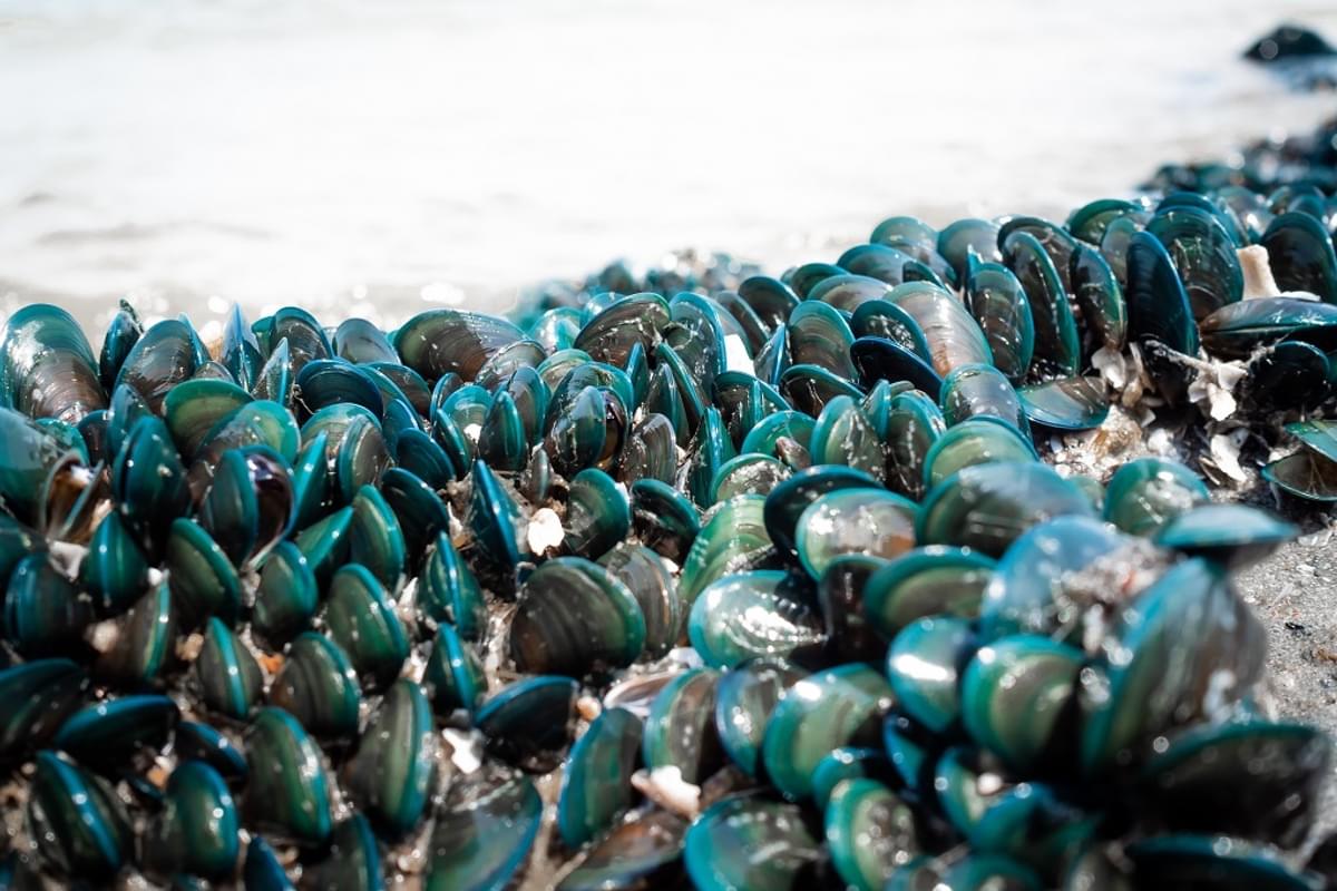 Shutterstock 1626012391green lipped mussels1020px