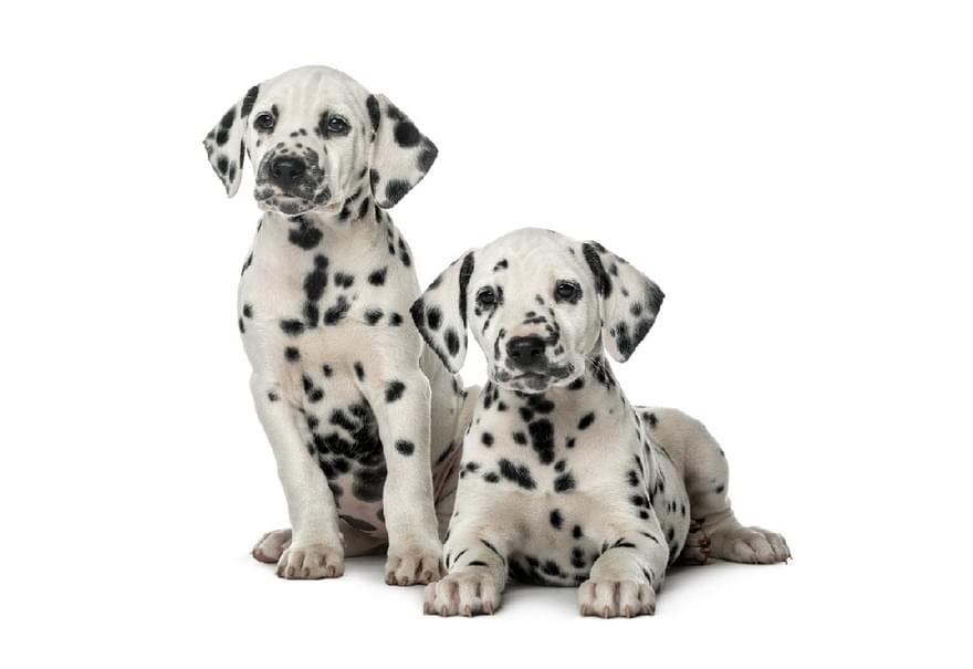 Shutterstock 346699748 dalmation puppies1020 edit
