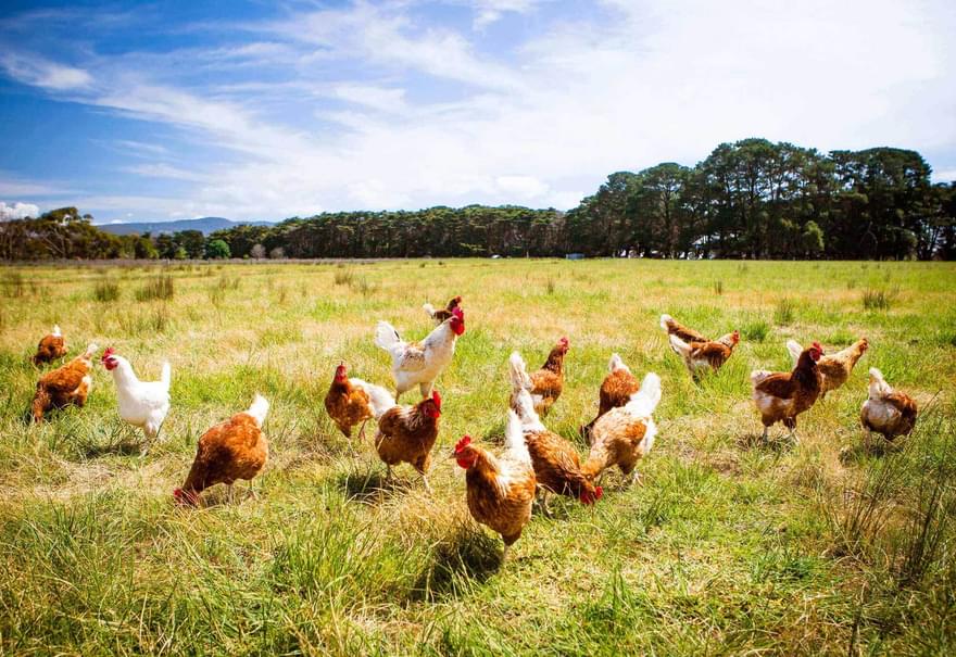 Shutterstock 365900297 chickens