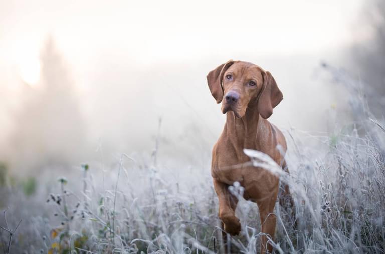 Shutterstock 756927502 winter dog low res