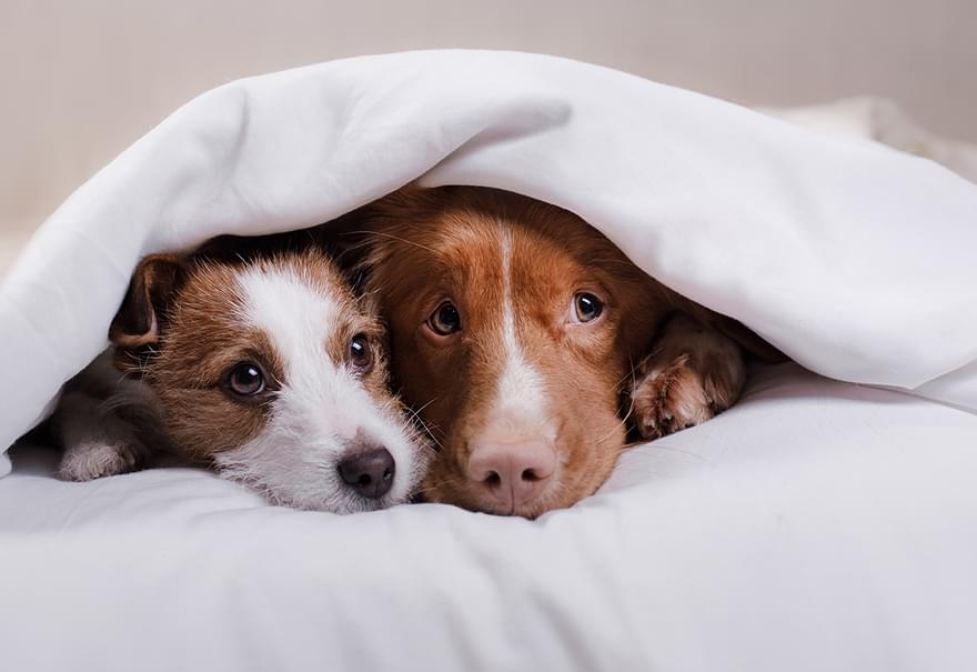 Shutterstock 761412889 scared dog low res
