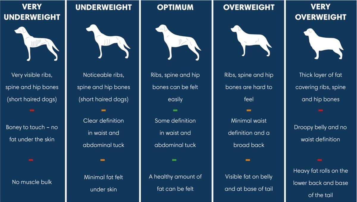 Dog Weight