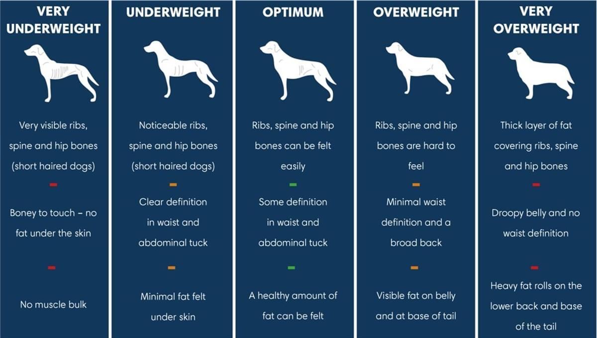 Is My Dog a Healthy Weight? | Paleo Ridge