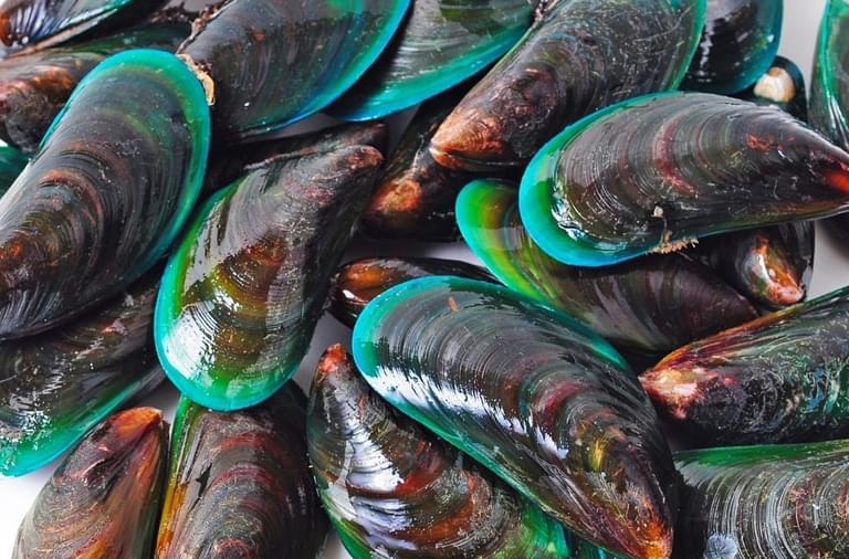 Green lipped mussel square shutterstock