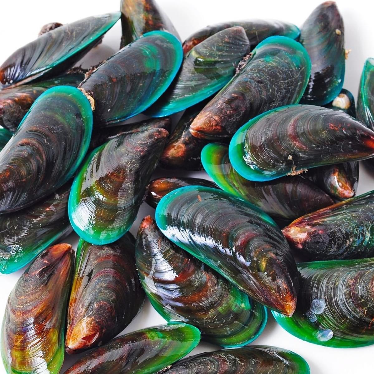 Green lipped mussel square shutterstock