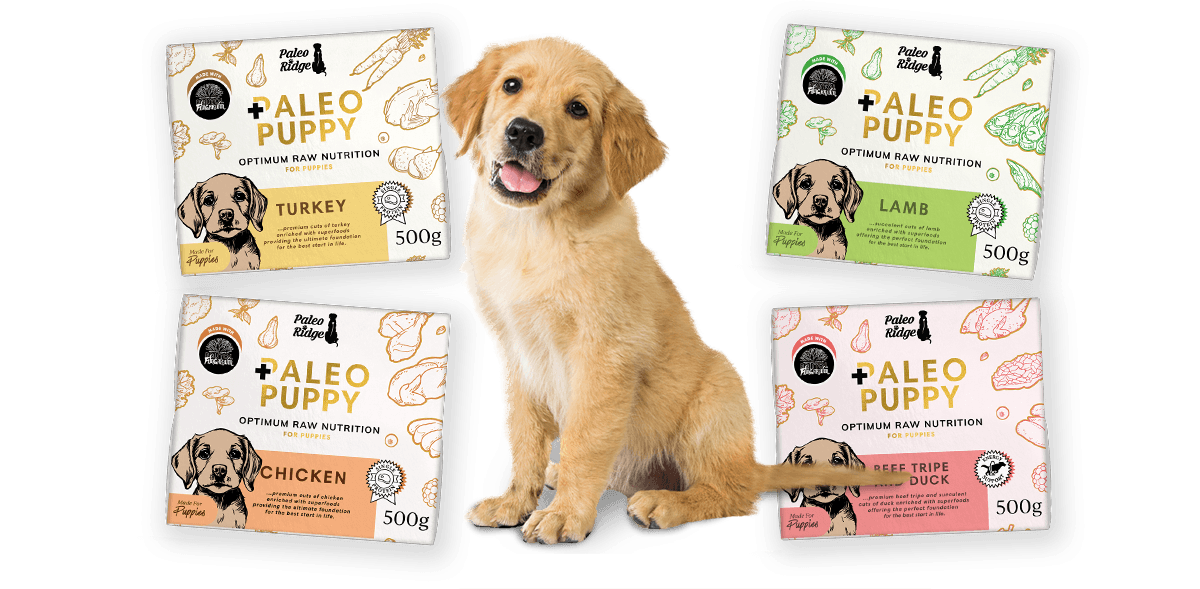 Press release Image Dog Product Transparent