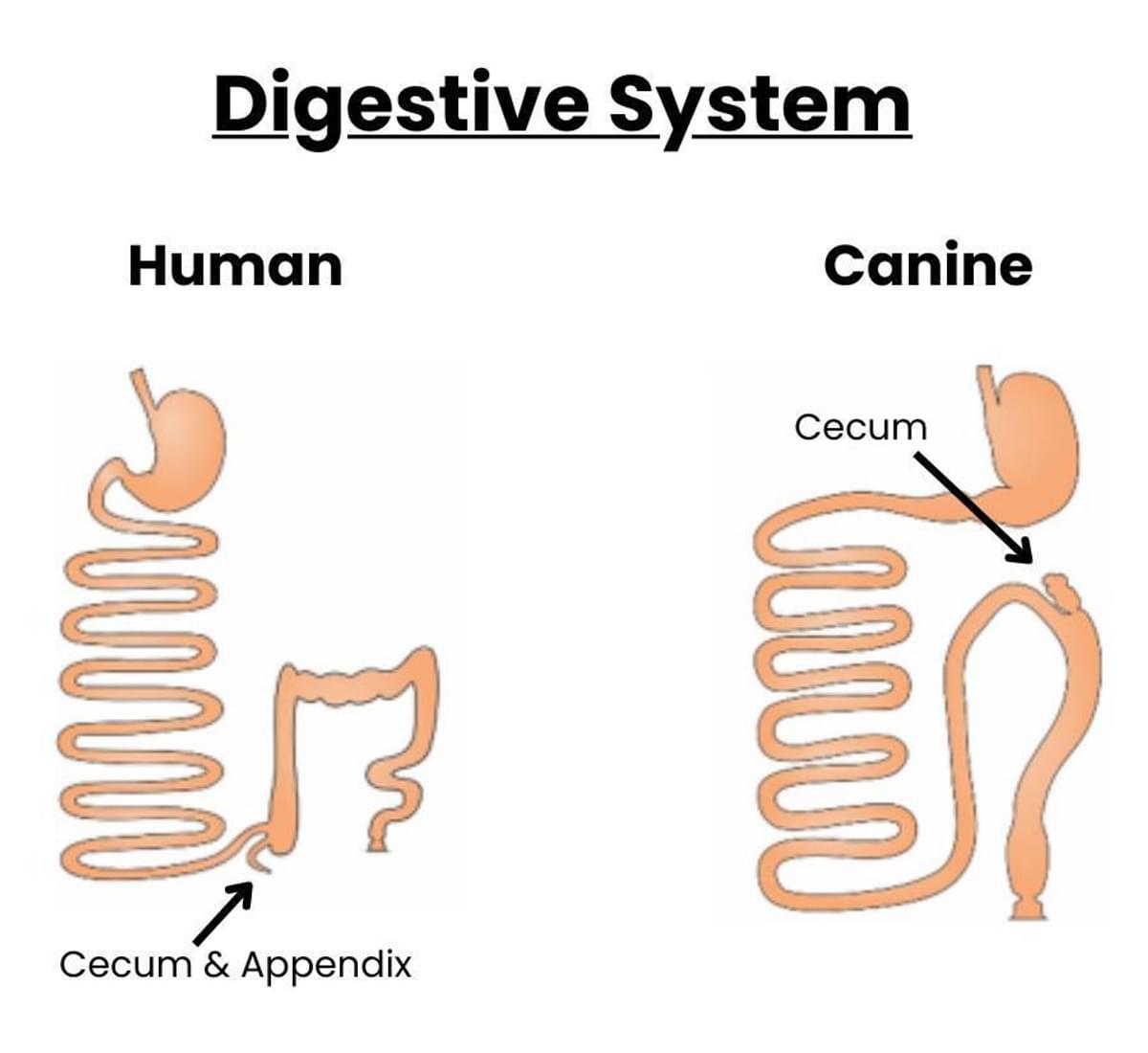 RESIZED Digestive Systems