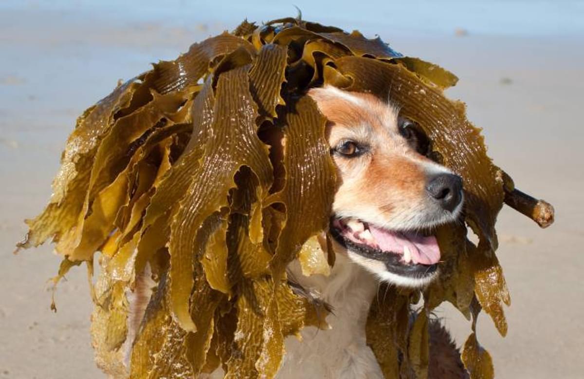 Resized Seaweed