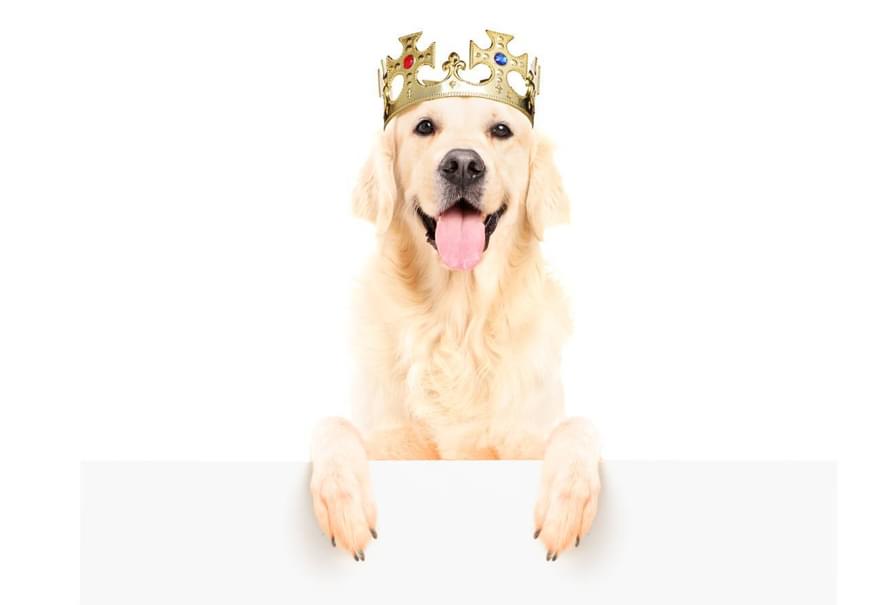 Shutterstock 124362754 dog crown low res