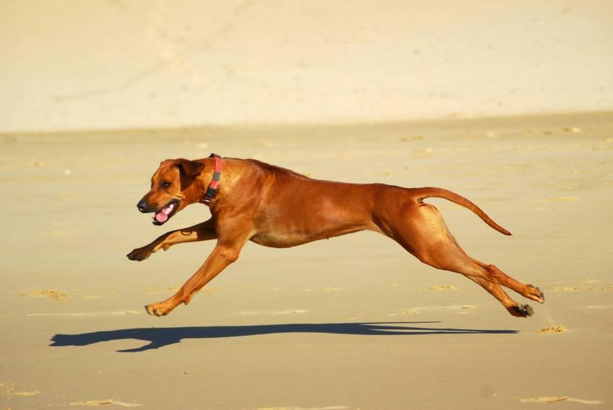 Shutterstock 20165218 dog running low res