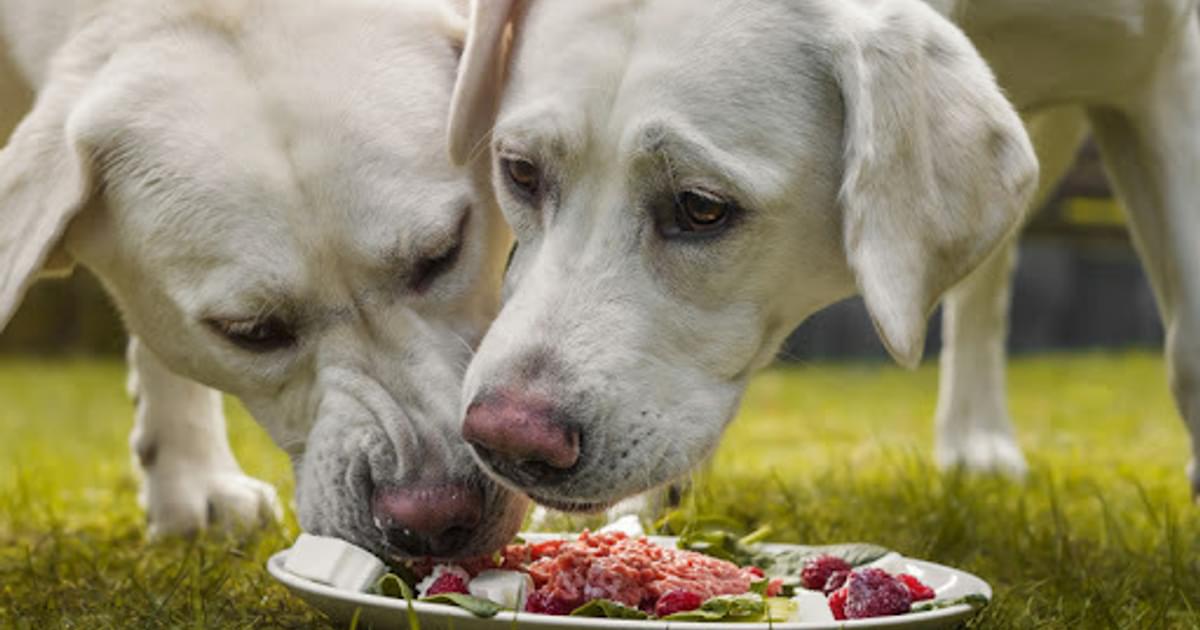 can dogs eat right after exercise