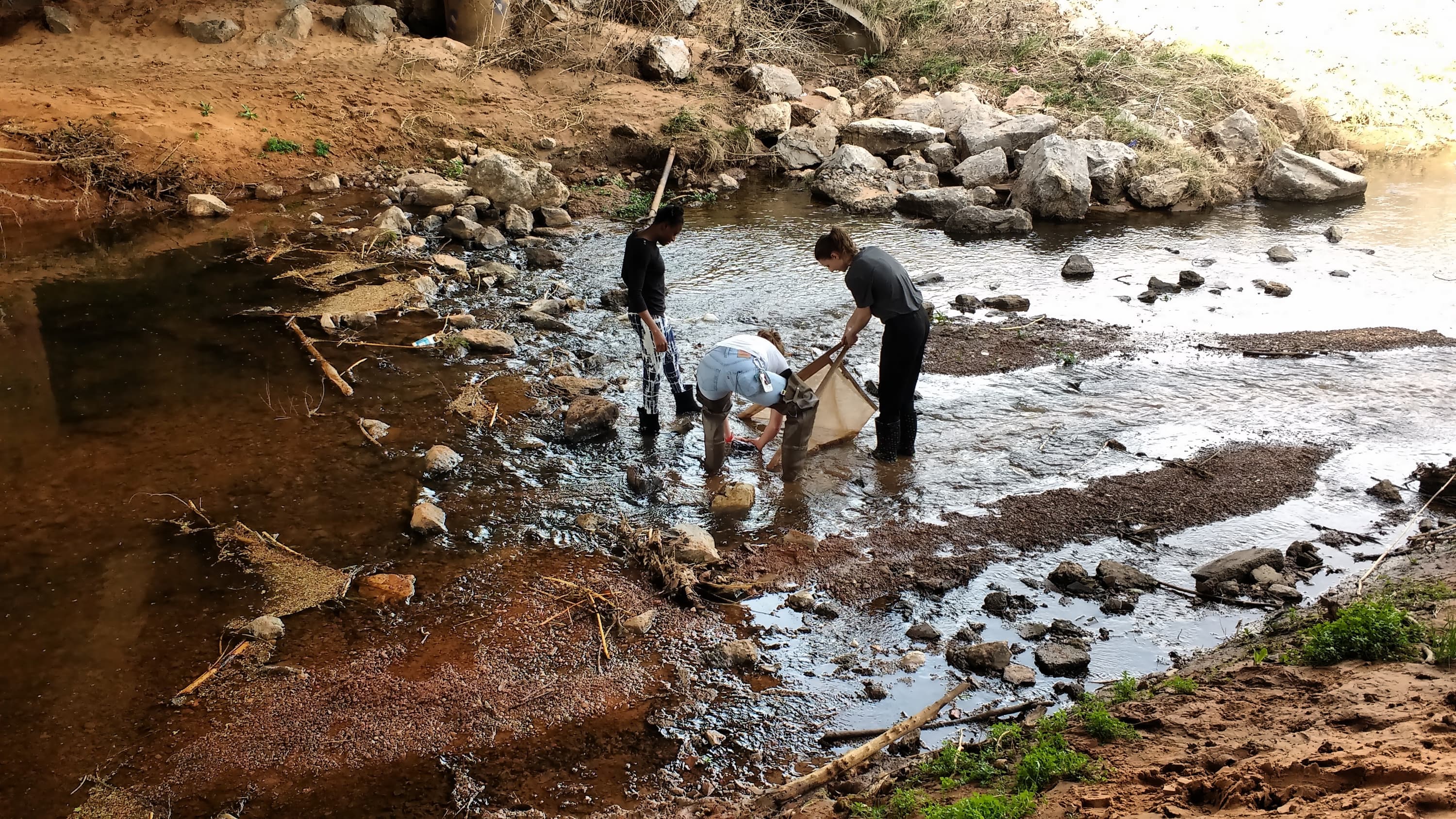 Bug Collecting in Creek - Biology Service Learning Course
