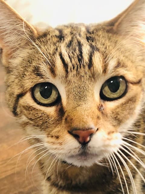Lewis is a 9-year-old Tabby. Lewis is a 9-year-old Tabby.
