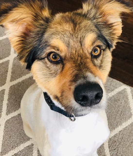 Winfred (Winnie) is 3 yrs old; She is an Australian Border Collie. Winfred (Winnie) is 3 yrs old; She is an Australian Border Collie.