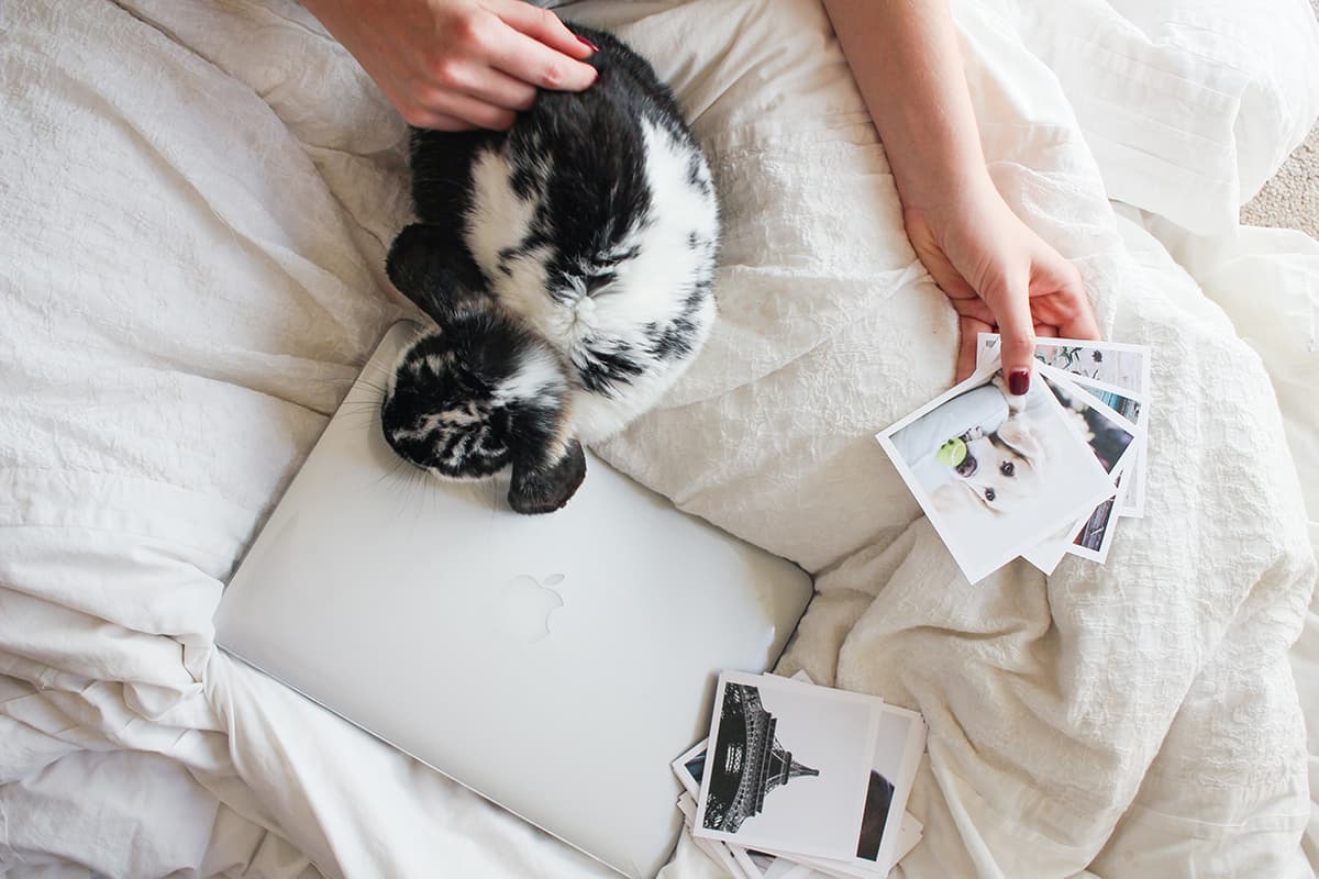 A small black and white rabbit lies on a bed as a human pets them.