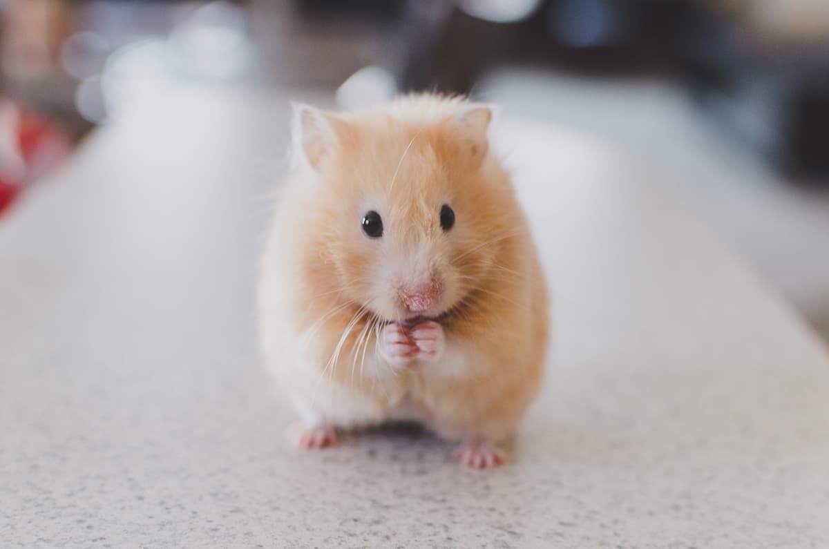 An orange hamster sits on a table, holding their incredibly small pink hamster hands together.